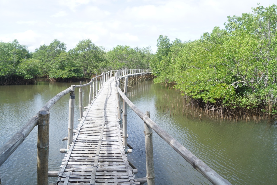 This bamboo bridge cuts thru mangroves population in Villa Igang  Resort's property. 